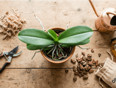 もらった胡蝶蘭を捨てないで！花後の管理を写真つきでわかりやすく解説