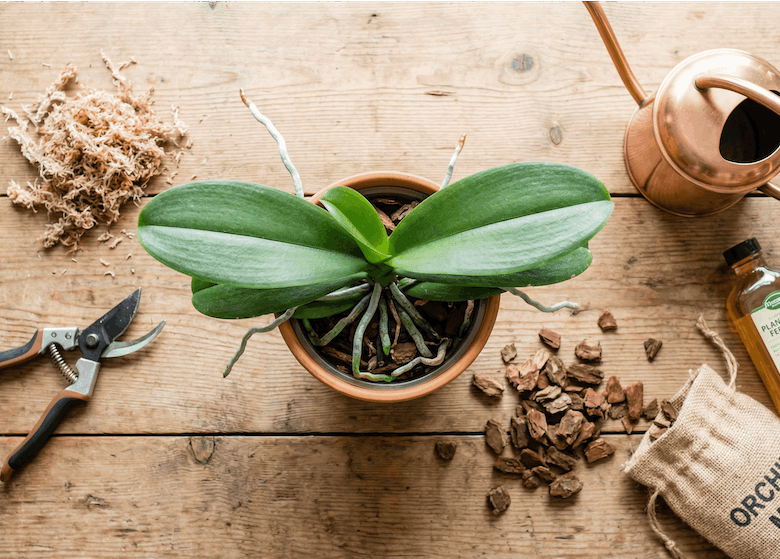 もらった胡蝶蘭を捨てないで！花後の管理を写真つきでわかりやすく解説