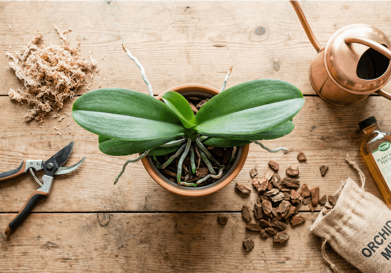 もらった胡蝶蘭を捨てないで！花後の管理を写真つきでわかりやすく解説