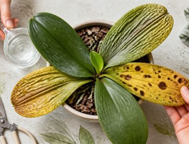 胡蝶蘭の葉のサインを見逃さないで！黄色・しわしわ・斑点の対処法